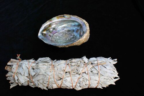 Abalone Shell